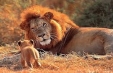 imagini 